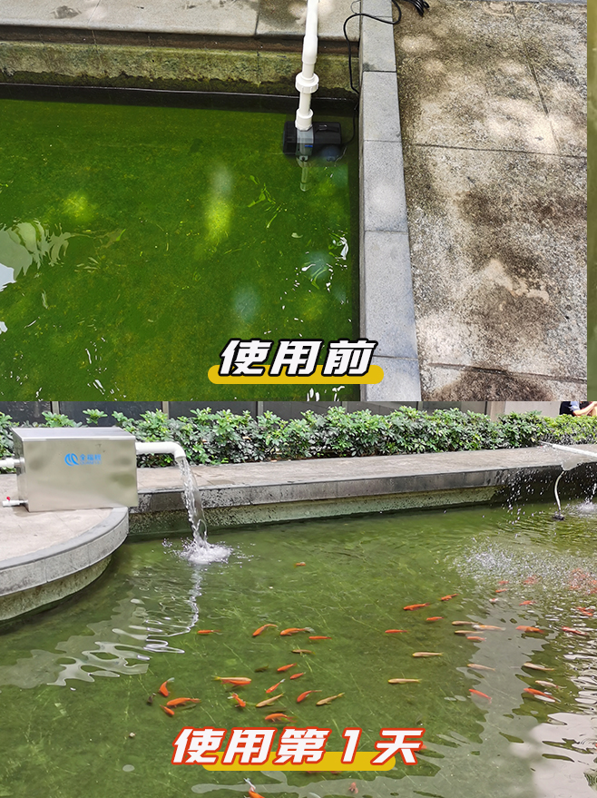 使用前后对比-绿藻水到第1天